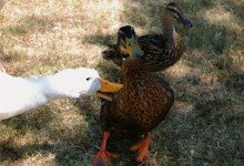 goose-attacks!